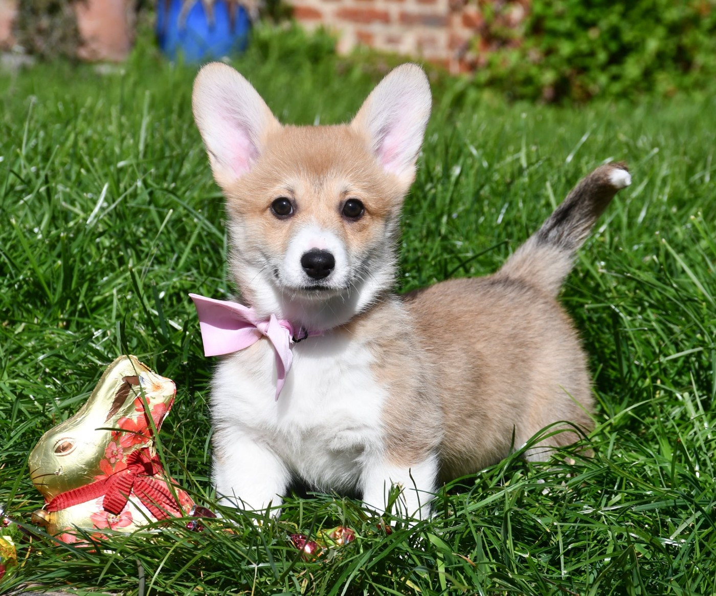 Chiot Welsh Corgi Pembroke Of Pacific Spirit