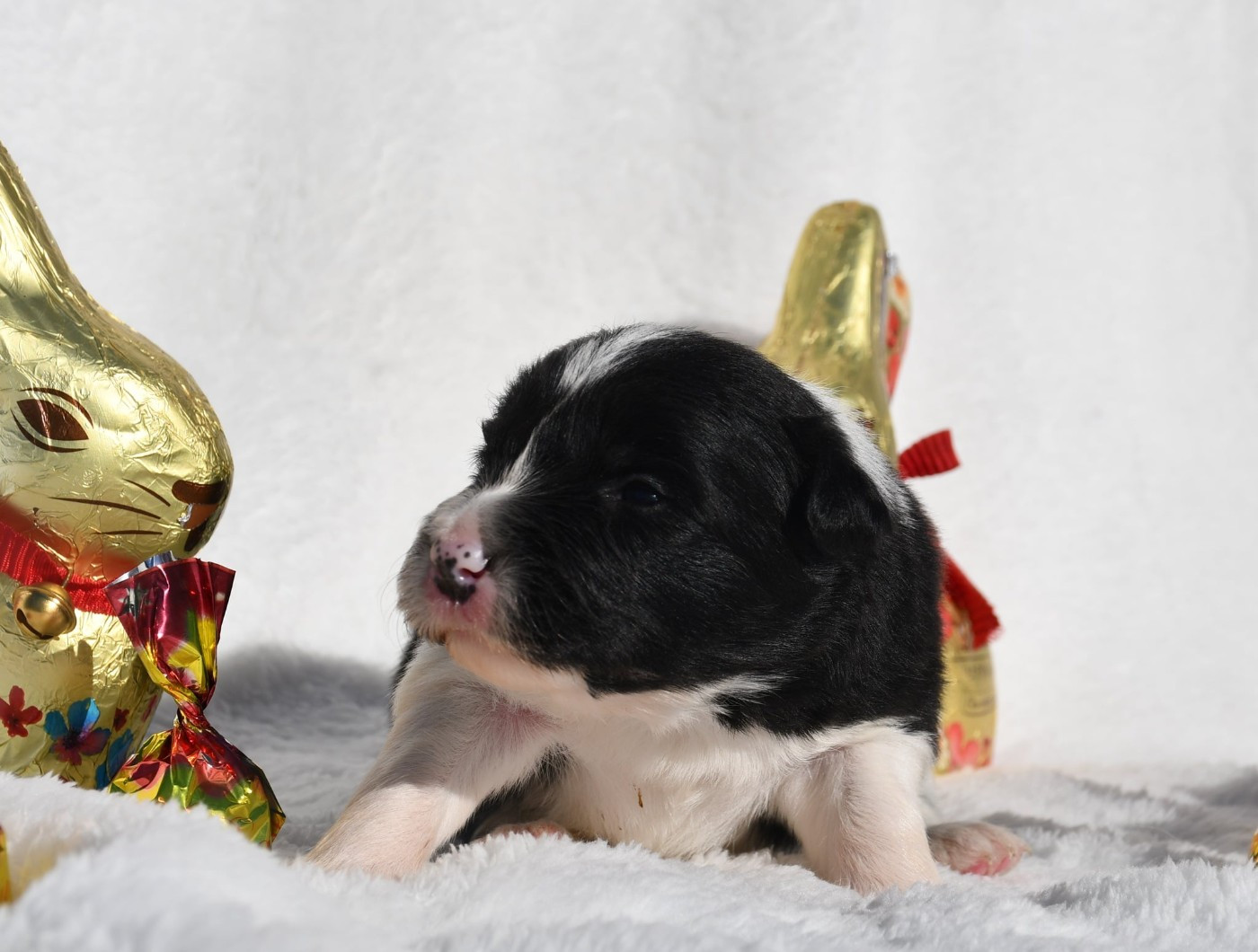 Of Pacific Spirit - Chiots disponibles - Border Collie