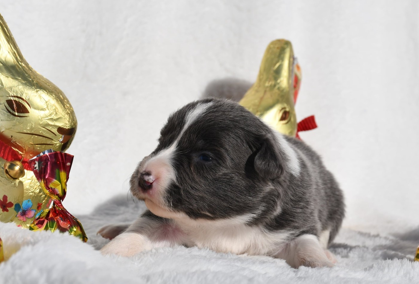 Of Pacific Spirit - Chiots disponibles - Border Collie