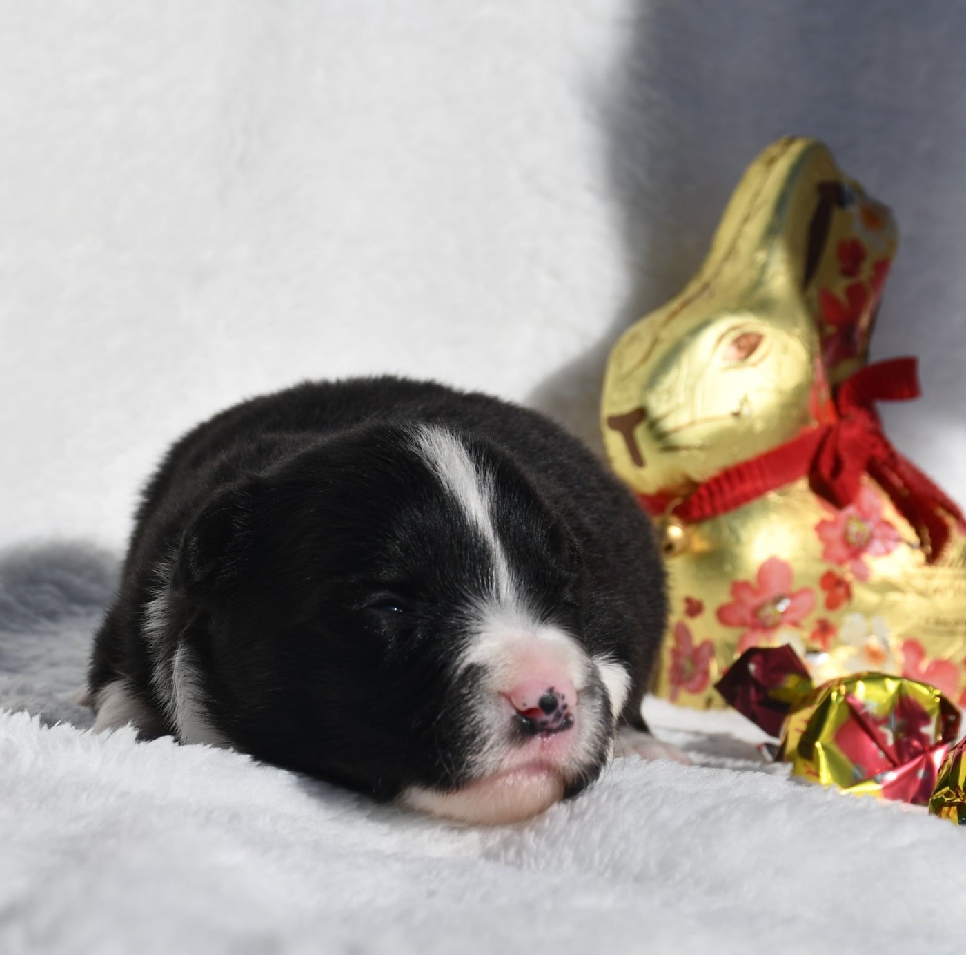 Of Pacific Spirit - Chiots disponibles - Border Collie