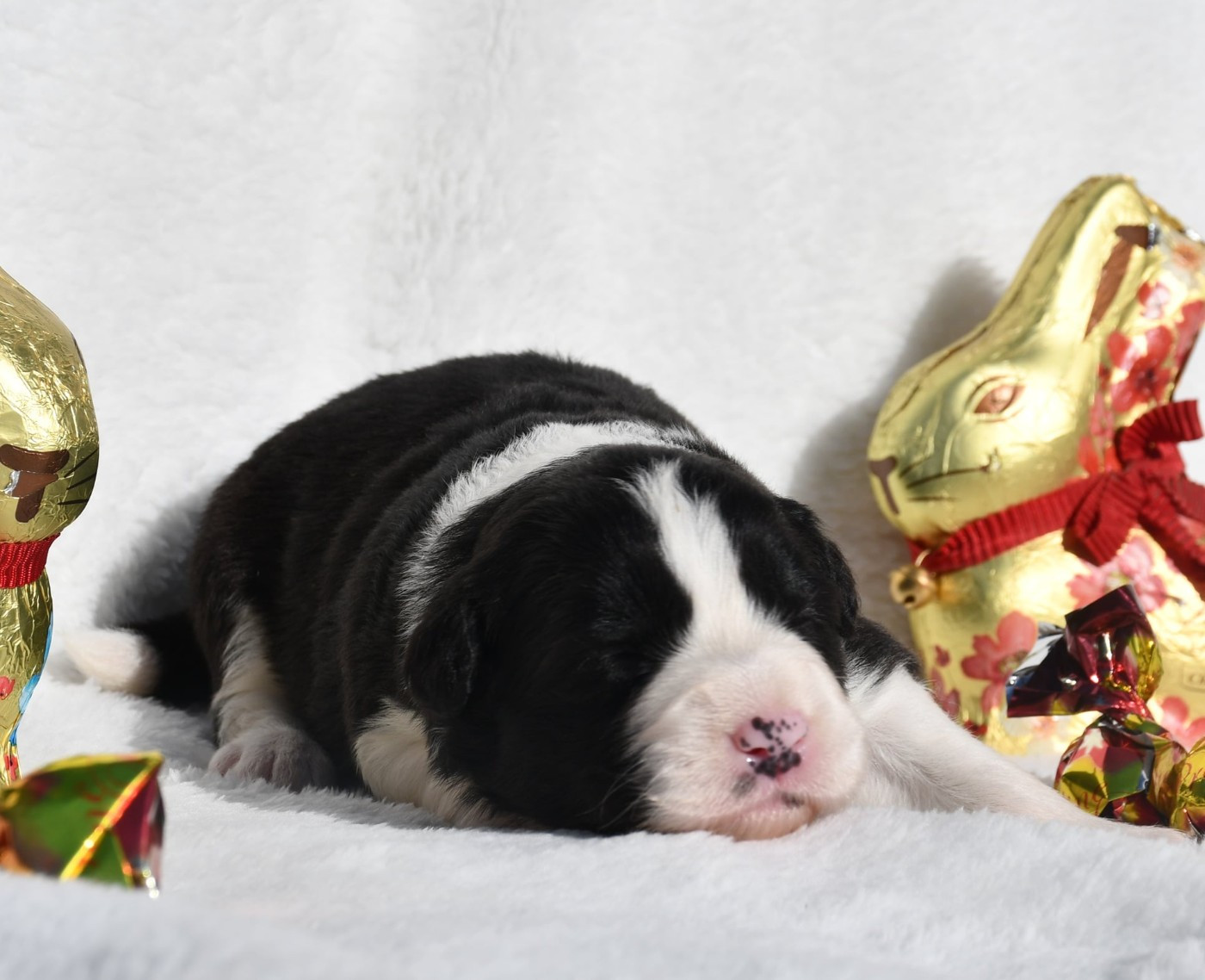 Of Pacific Spirit - Chiots disponibles - Border Collie