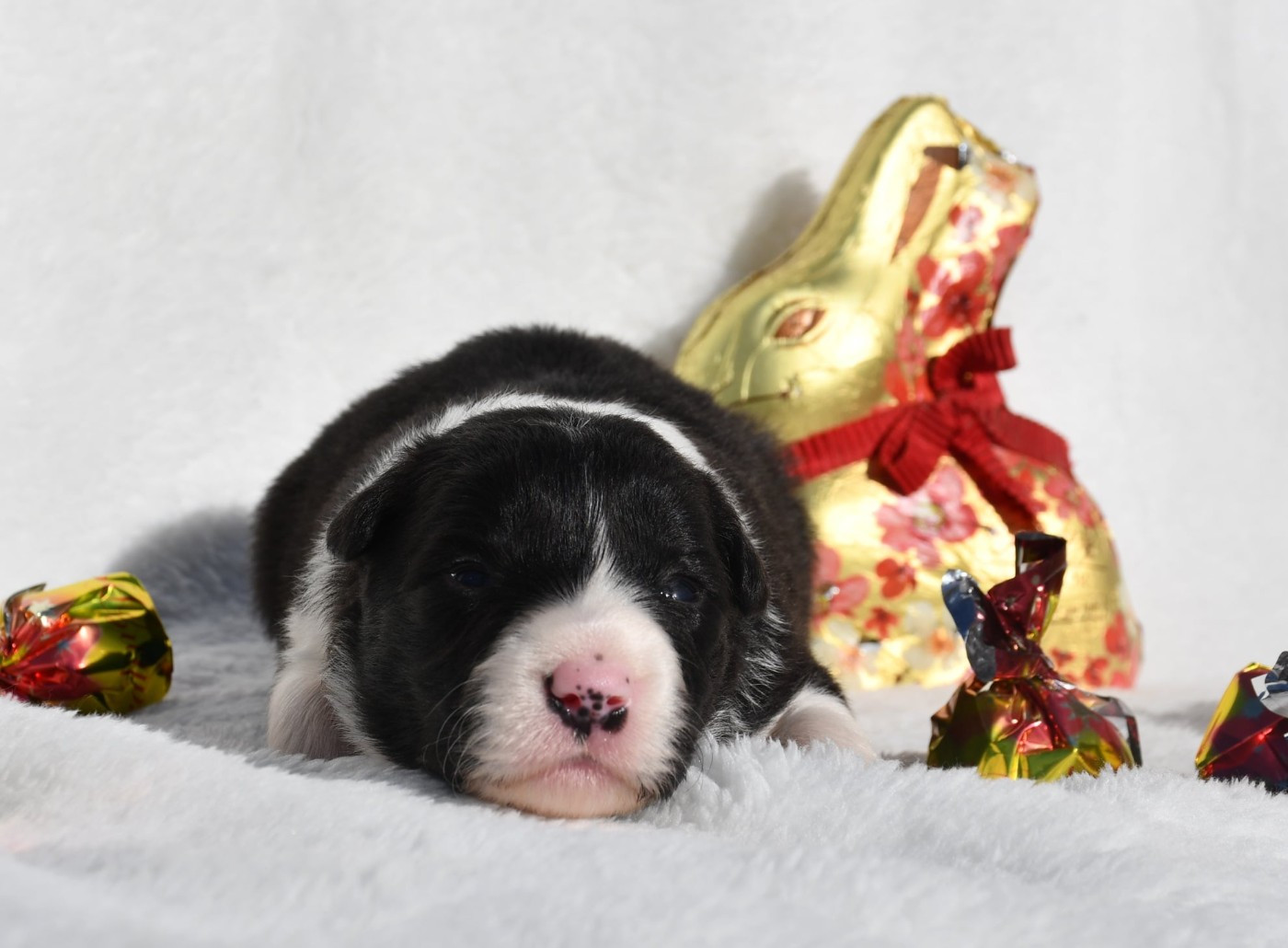 Of Pacific Spirit - Chiots disponibles - Border Collie