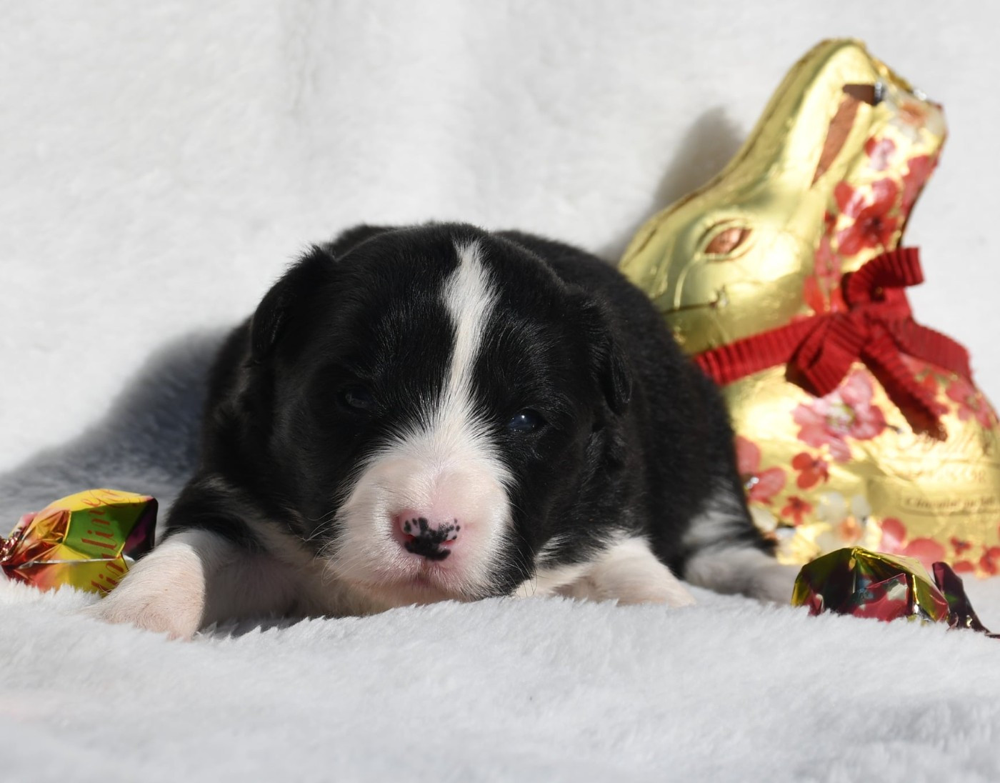 Of Pacific Spirit - Chiots disponibles - Border Collie