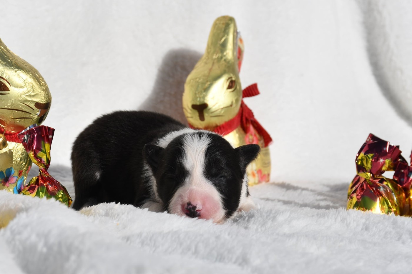 Of Pacific Spirit - Chiots disponibles - Border Collie