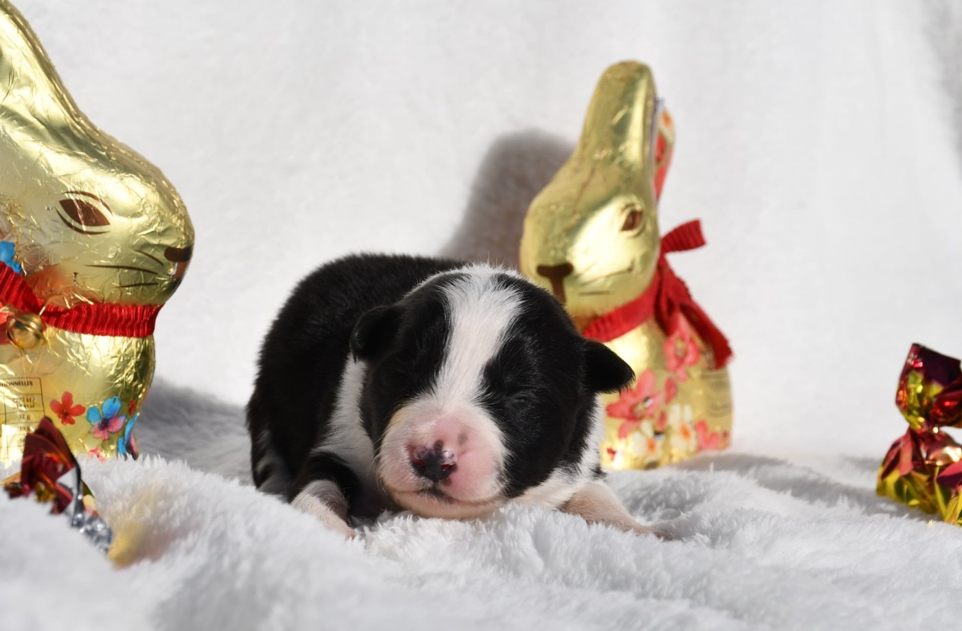 Of Pacific Spirit - Chiots disponibles - Border Collie