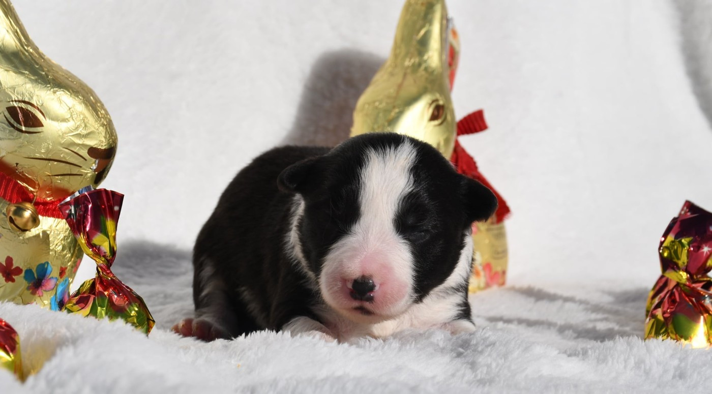 Of Pacific Spirit - Chiots disponibles - Border Collie