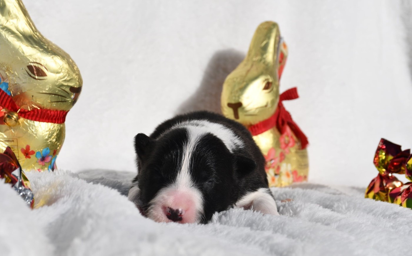 Of Pacific Spirit - Chiots disponibles - Border Collie