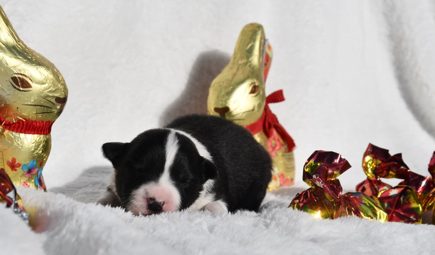 Of Pacific Spirit - Chiots disponibles - Border Collie