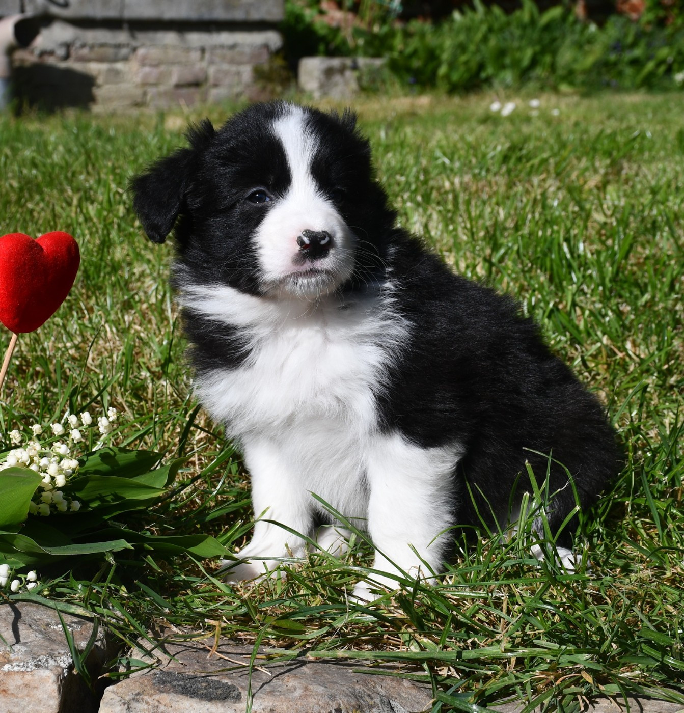 Of Pacific Spirit - Chiots disponibles - Border Collie