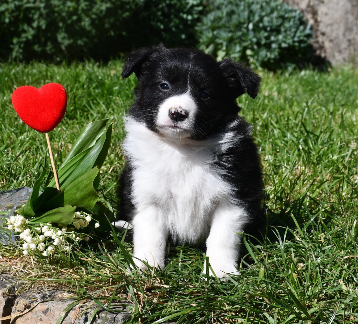 Of Pacific Spirit - Chiots disponibles - Border Collie