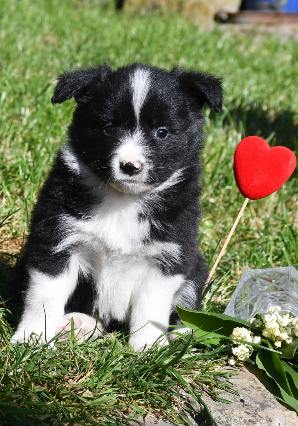 Of Pacific Spirit - Chiots disponibles - Border Collie