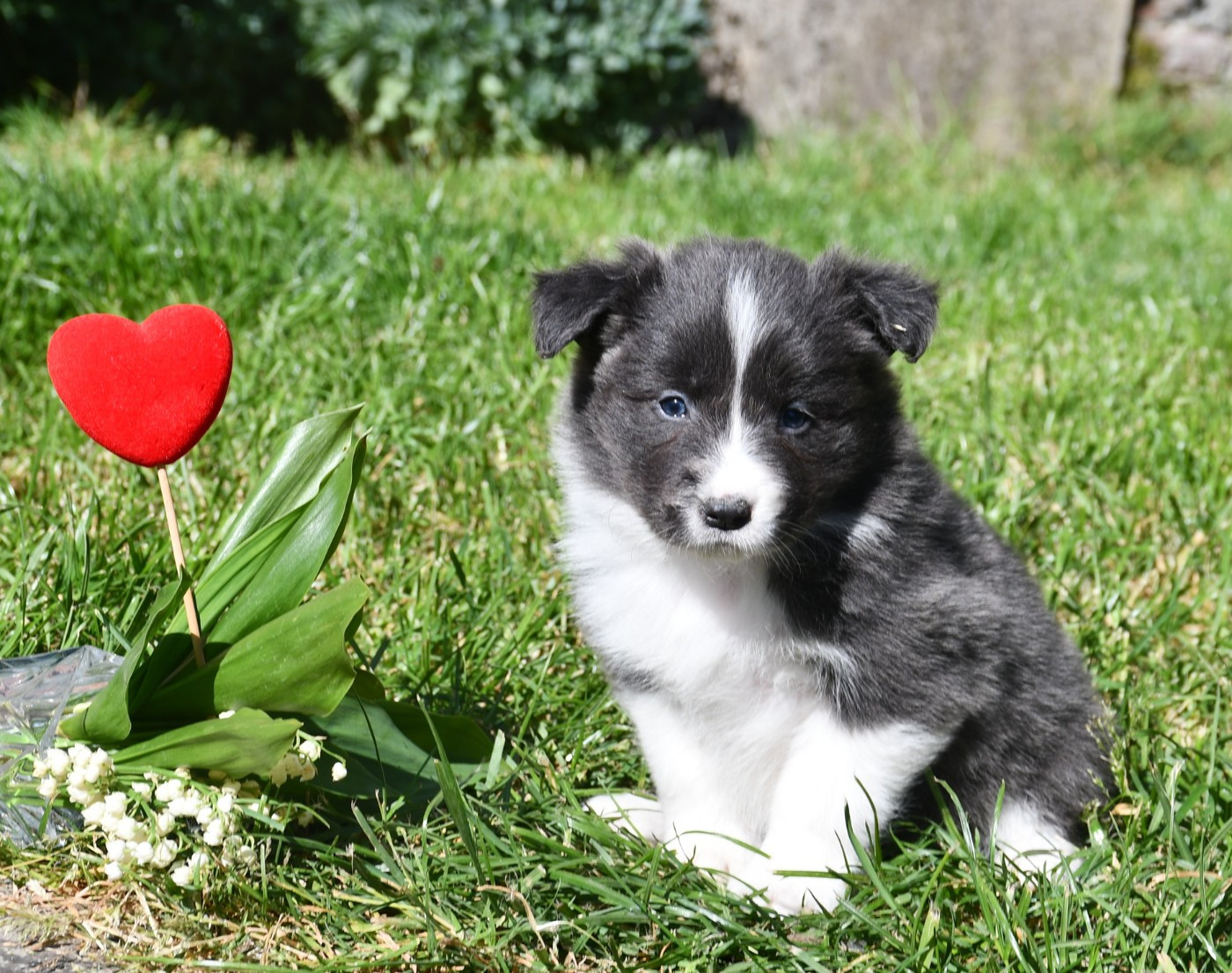 Of Pacific Spirit - Chiots disponibles - Border Collie