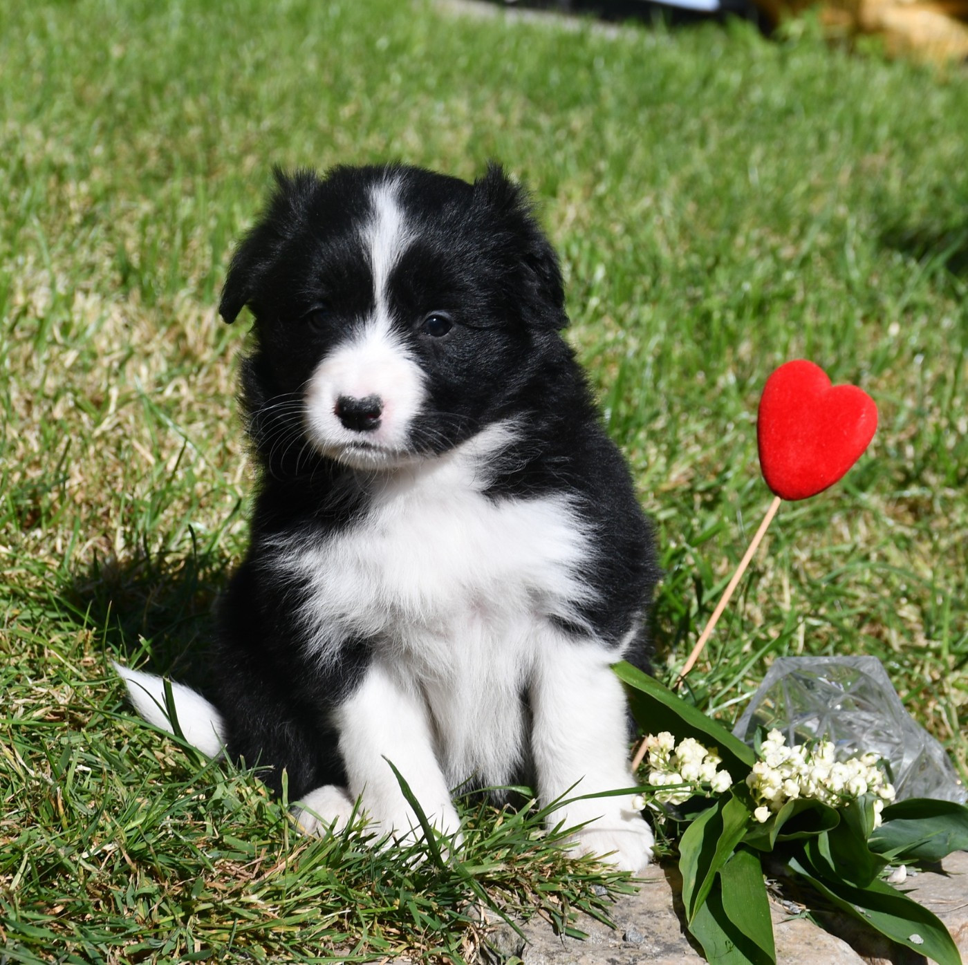 Of Pacific Spirit - Chiots disponibles - Border Collie