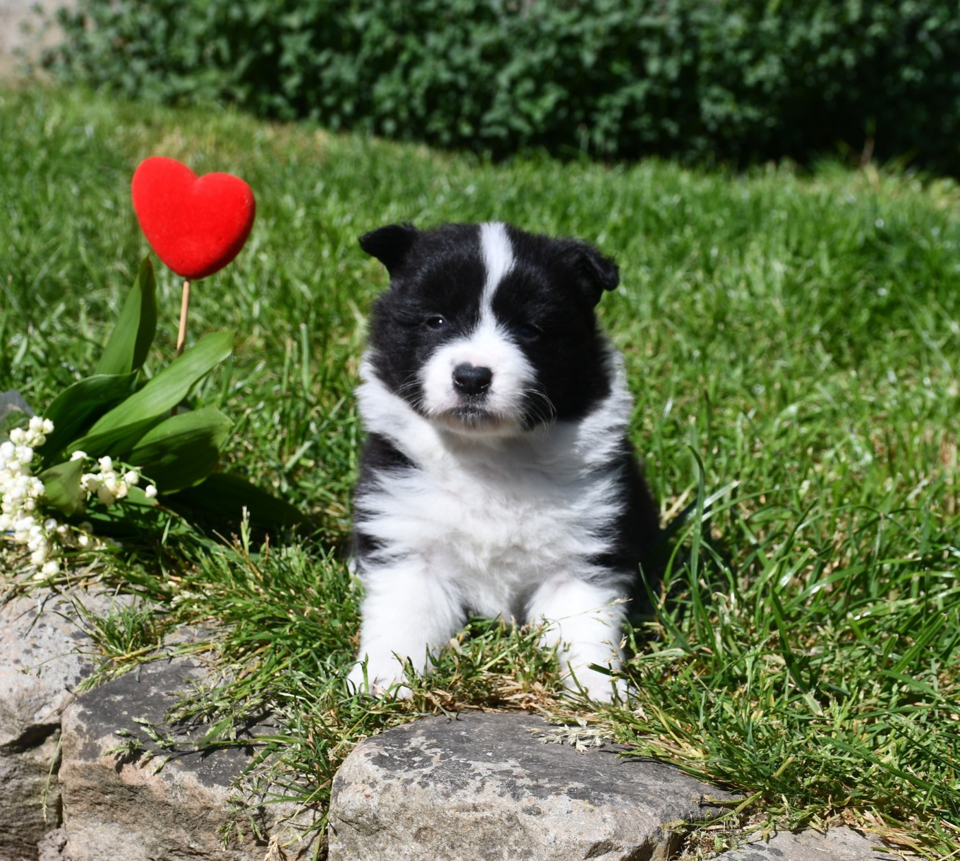 Of Pacific Spirit - Chiots disponibles - Border Collie