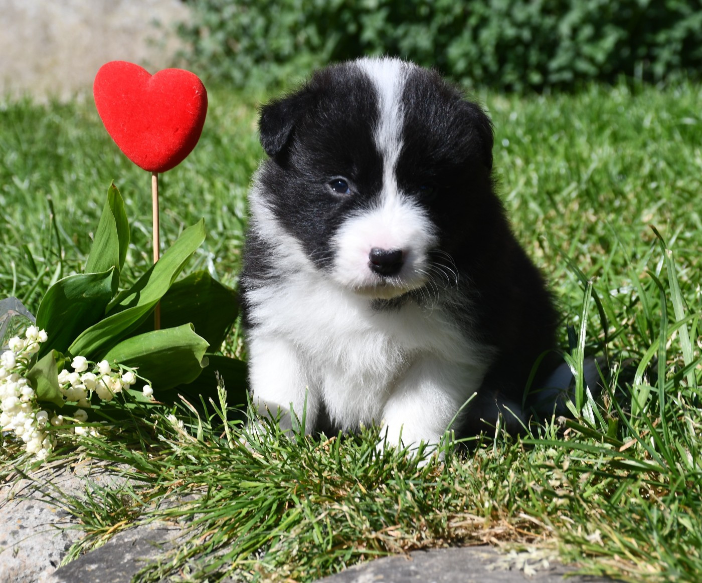 Of Pacific Spirit - Chiots disponibles - Border Collie