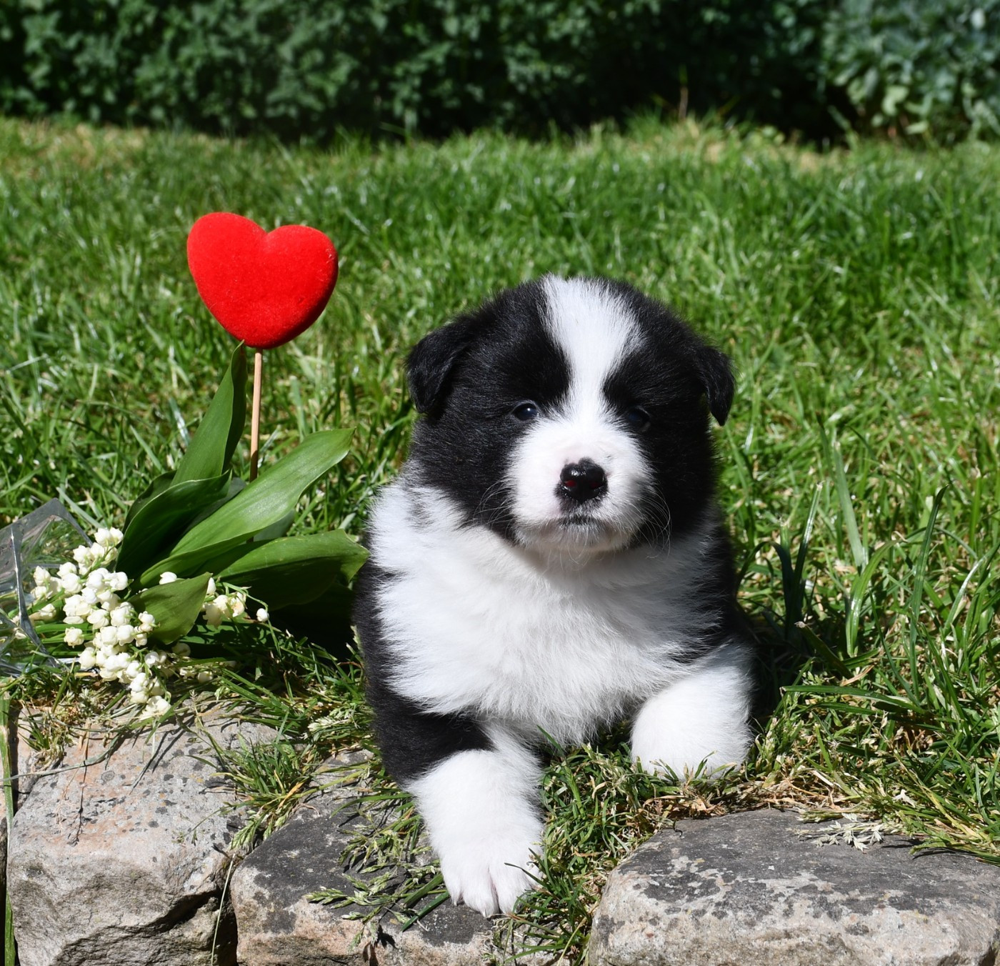 Of Pacific Spirit - Chiots disponibles - Border Collie