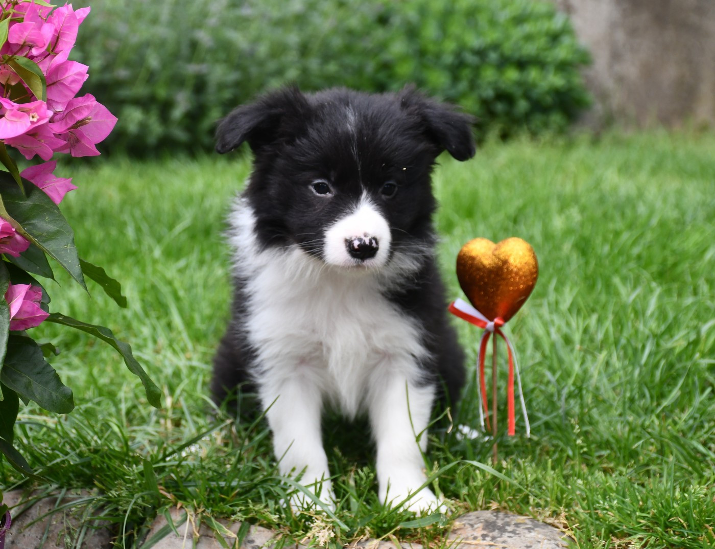 Of Pacific Spirit - Chiots disponibles - Border Collie