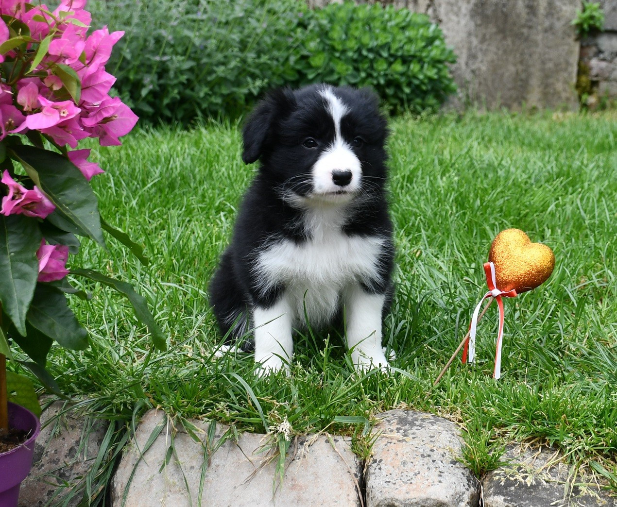 Of Pacific Spirit - Chiots disponibles - Border Collie