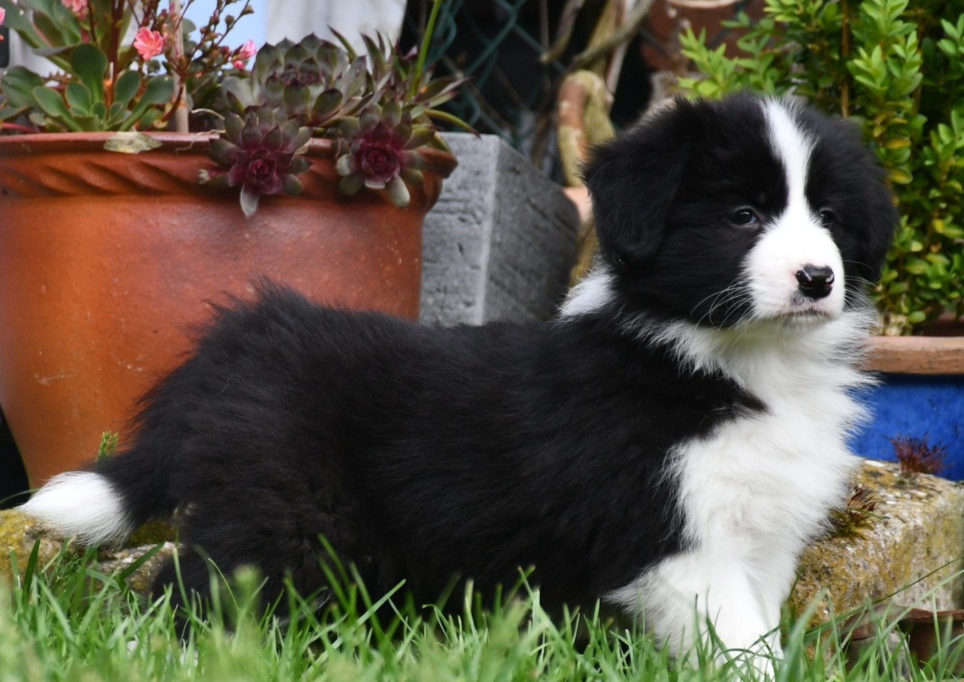 Of Pacific Spirit - Chiots disponibles - Border Collie