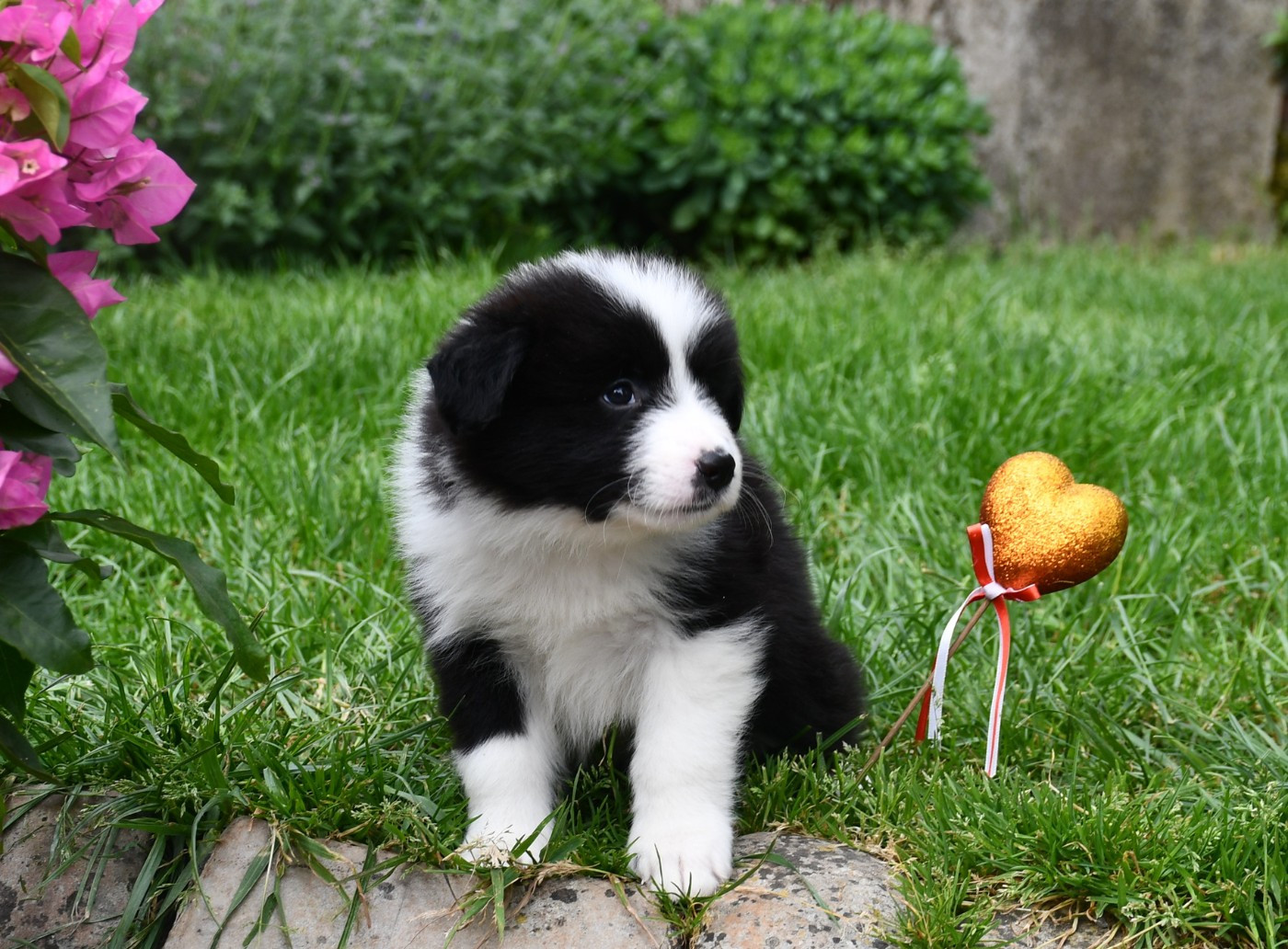 Of Pacific Spirit - Chiots disponibles - Border Collie