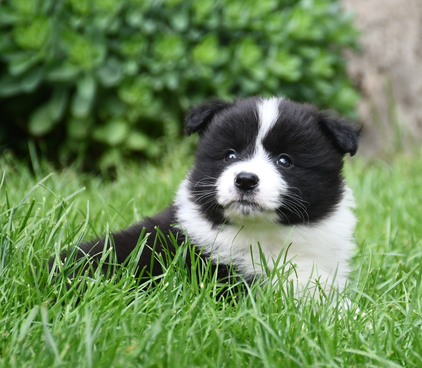 Of Pacific Spirit - Chiots disponibles - Border Collie