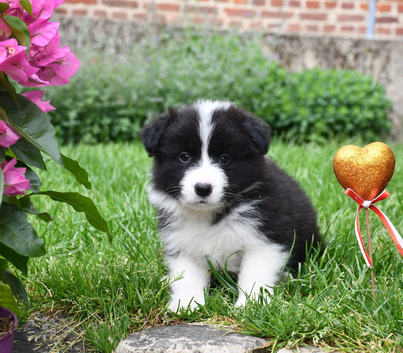 Of Pacific Spirit - Chiots disponibles - Border Collie