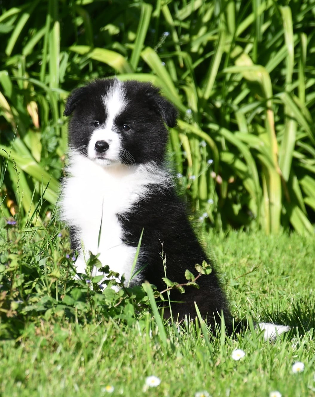 Of Pacific Spirit - Chiots disponibles - Border Collie