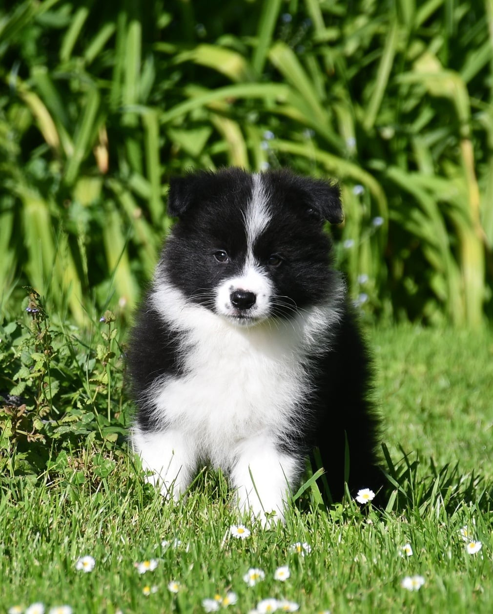 Of Pacific Spirit - Chiots disponibles - Border Collie