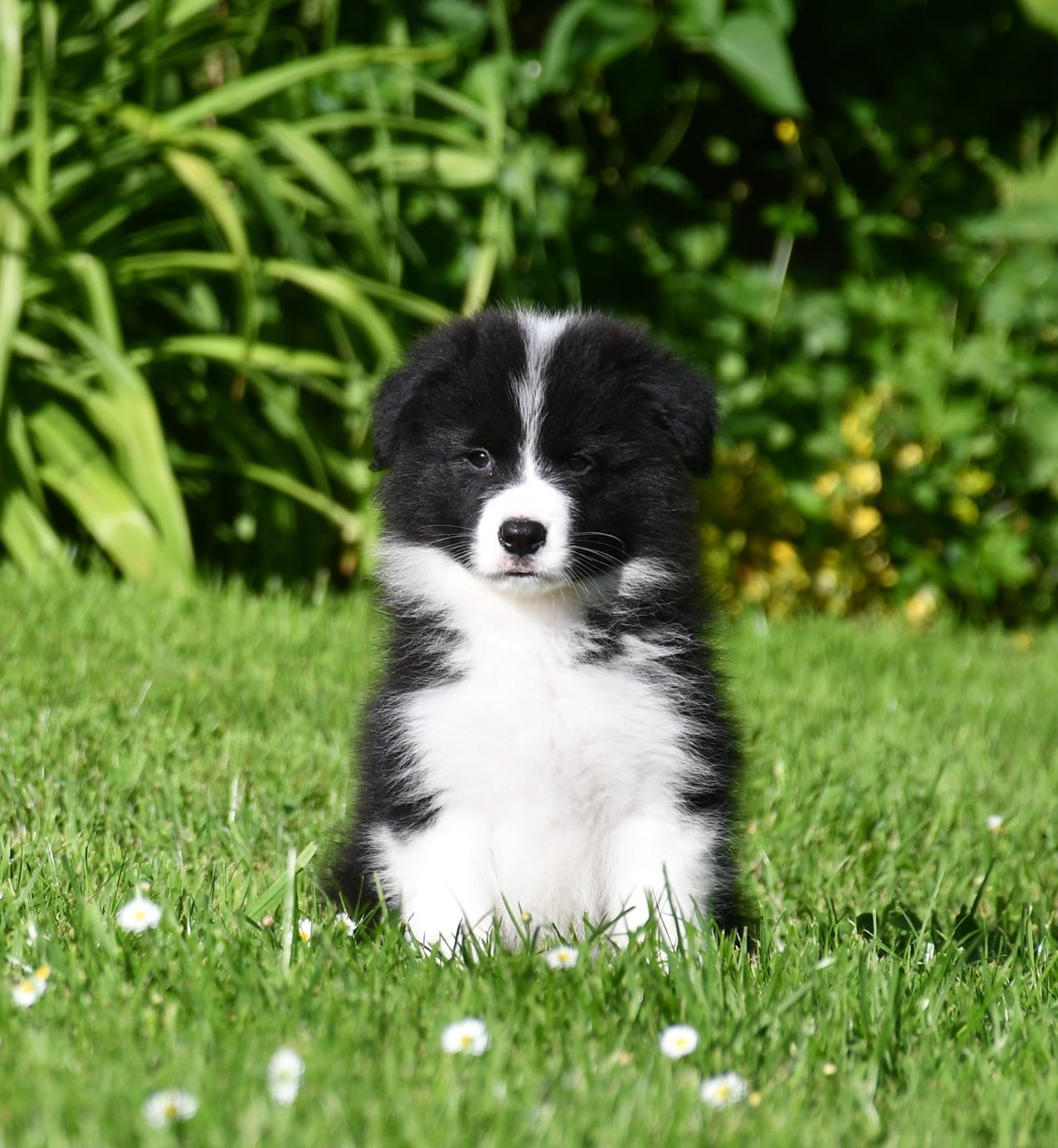 Of Pacific Spirit - Chiots disponibles - Border Collie