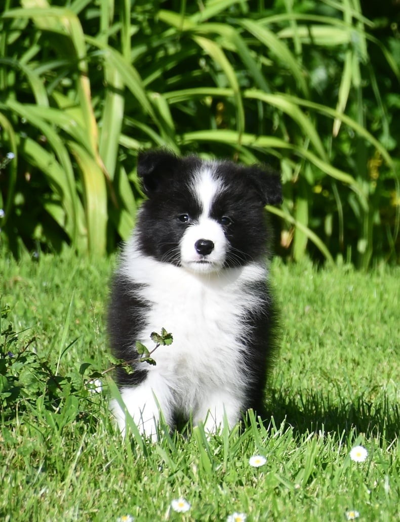 Of Pacific Spirit - Chiots disponibles - Border Collie