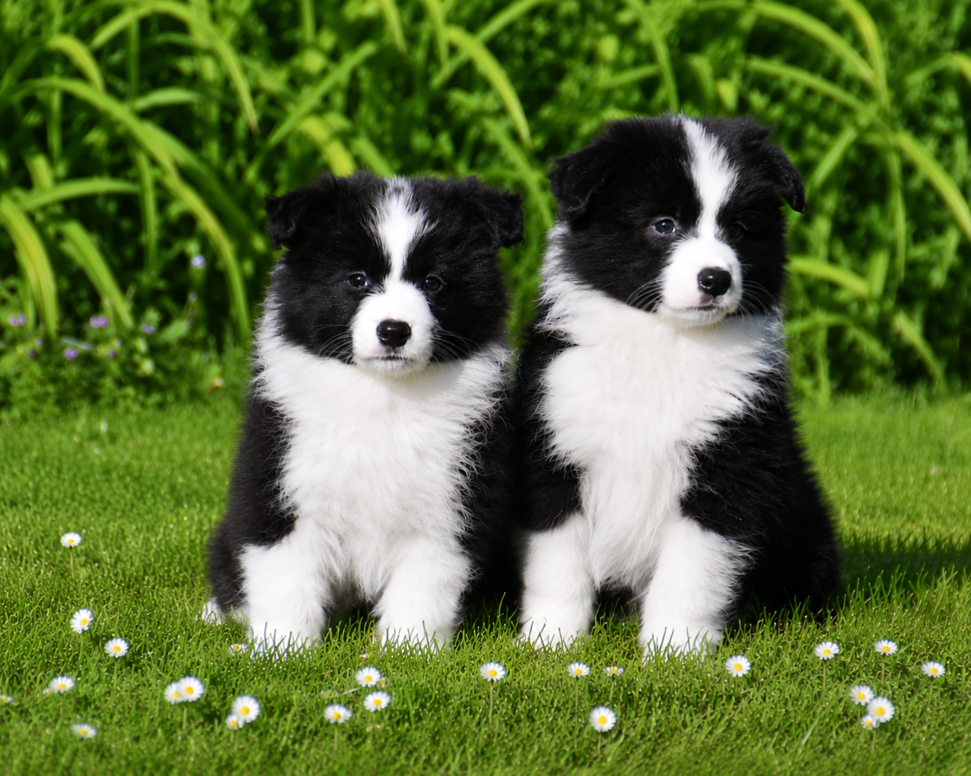 Chiot Border Collie Of Pacific Spirit