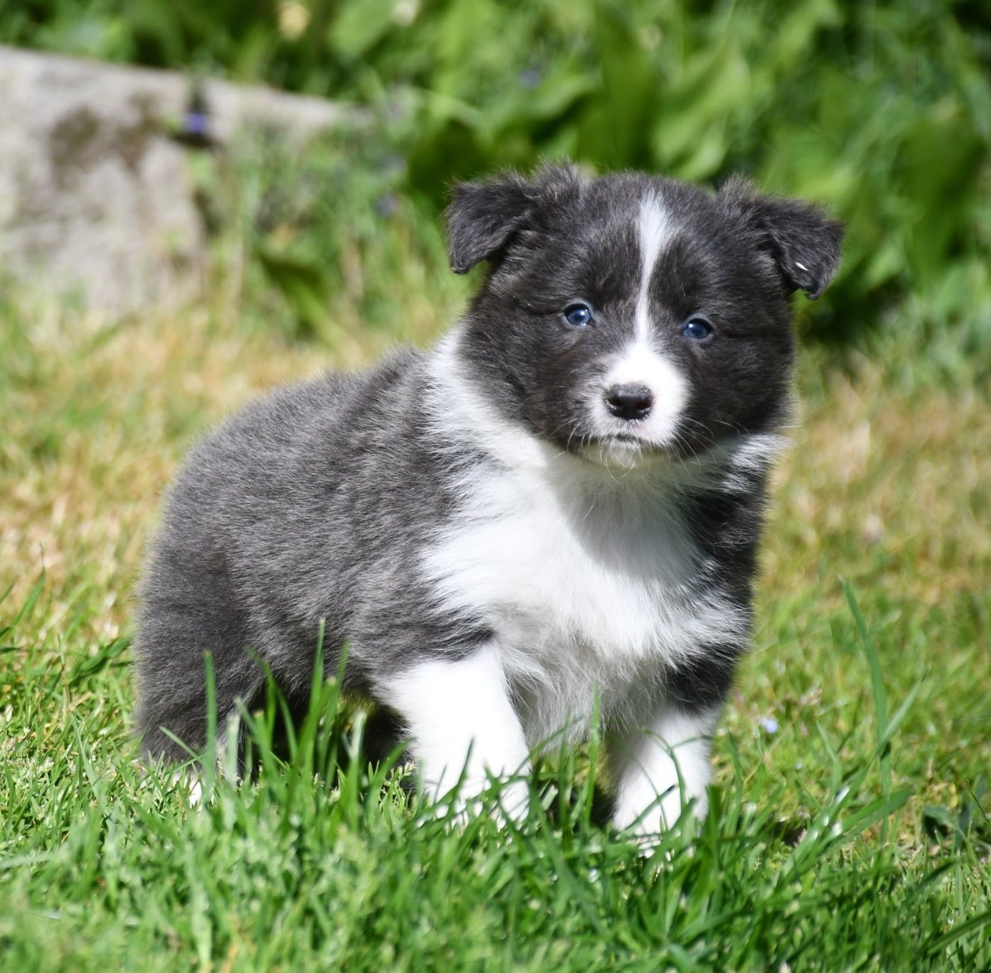 Of Pacific Spirit - Chiots disponibles - Border Collie
