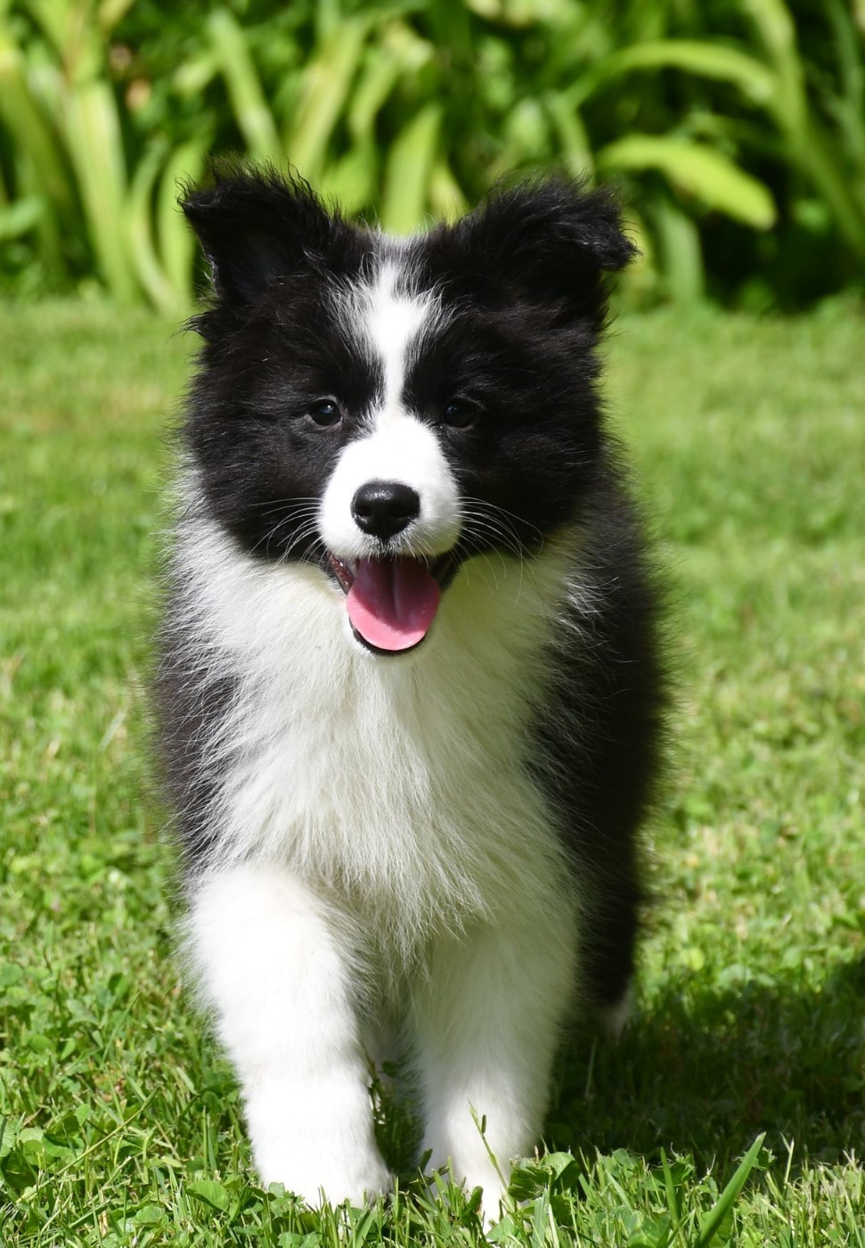 Of Pacific Spirit - Chiots disponibles - Border Collie