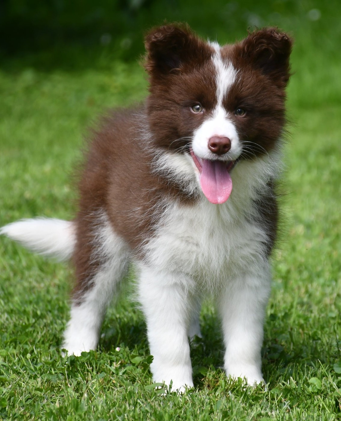 Of Pacific Spirit - Chiots disponibles - Border Collie