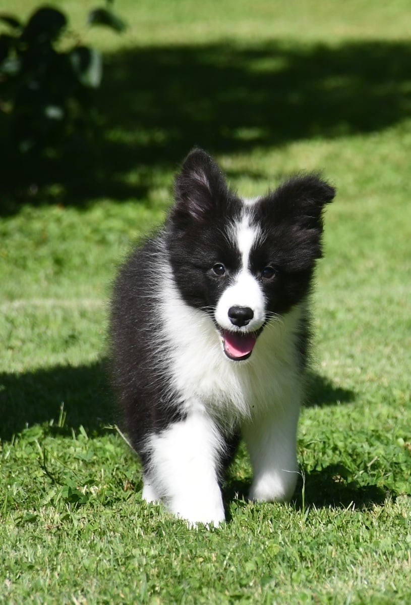 Chiot Border Collie Of Pacific Spirit