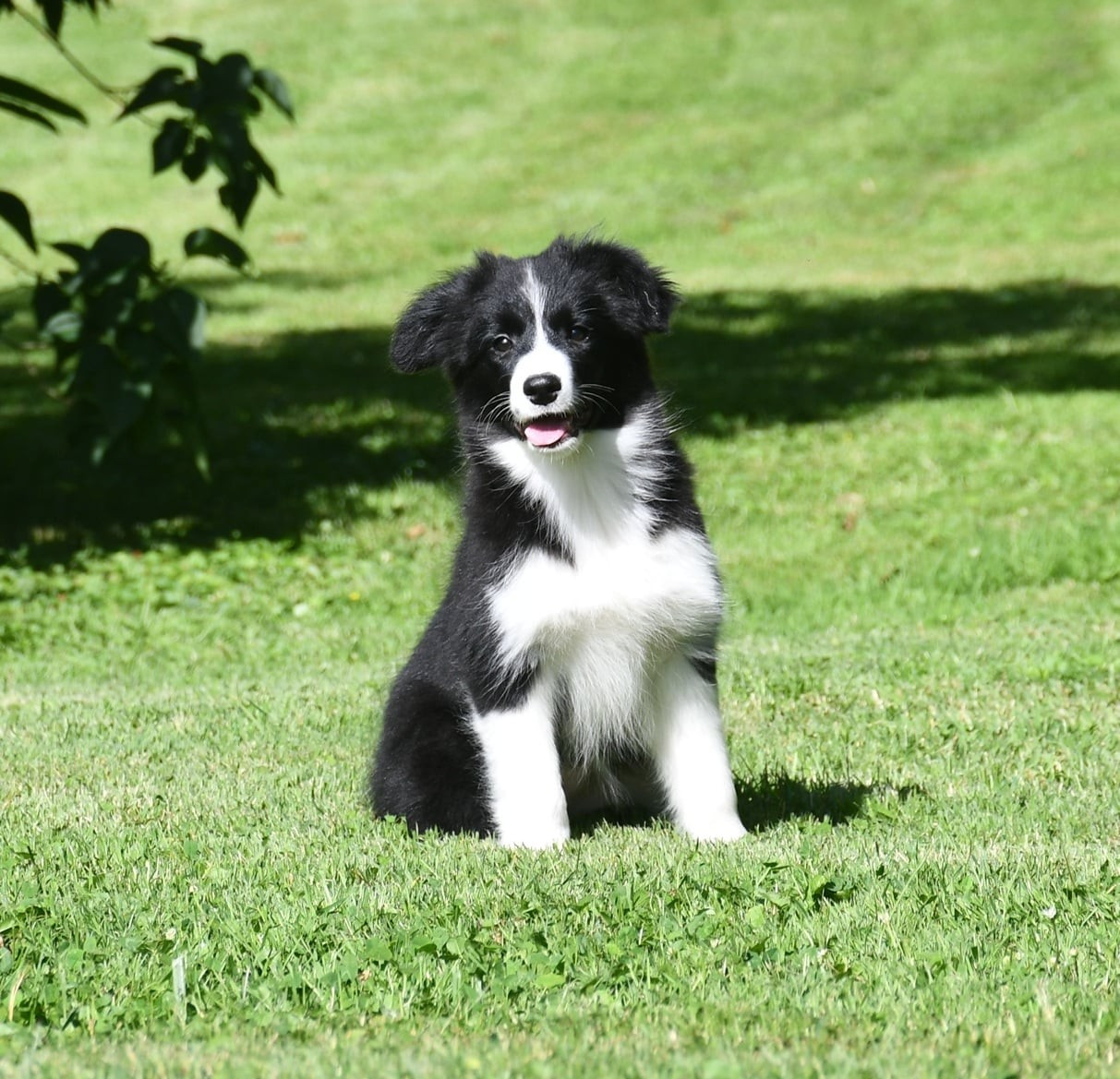 Of Pacific Spirit - Chiots disponibles - Border Collie
