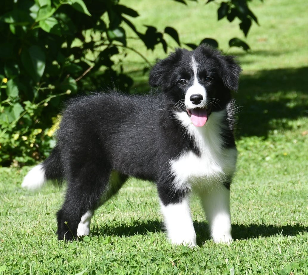 Chiot Border Collie Of Pacific Spirit