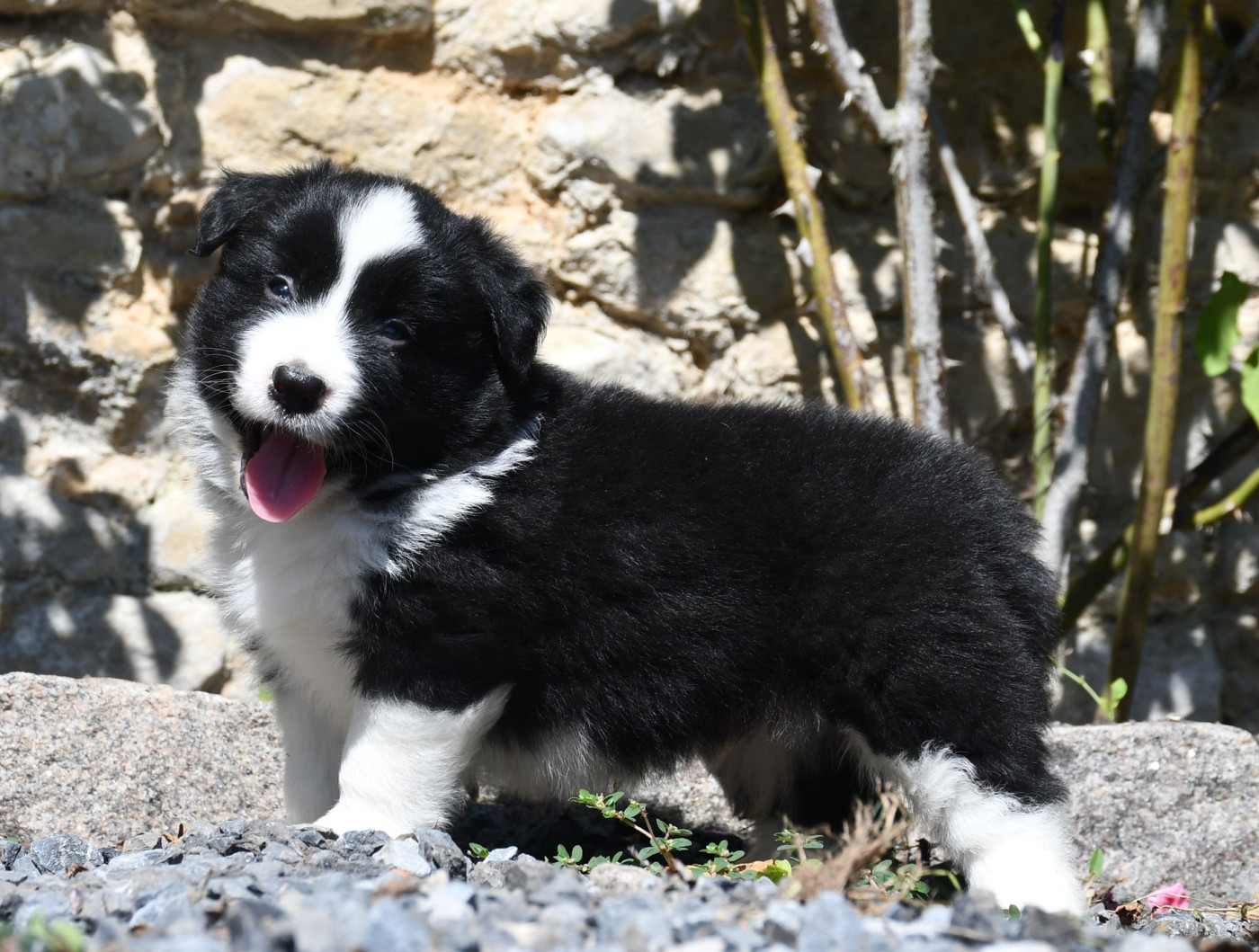 Chiot Border Collie Of Pacific Spirit