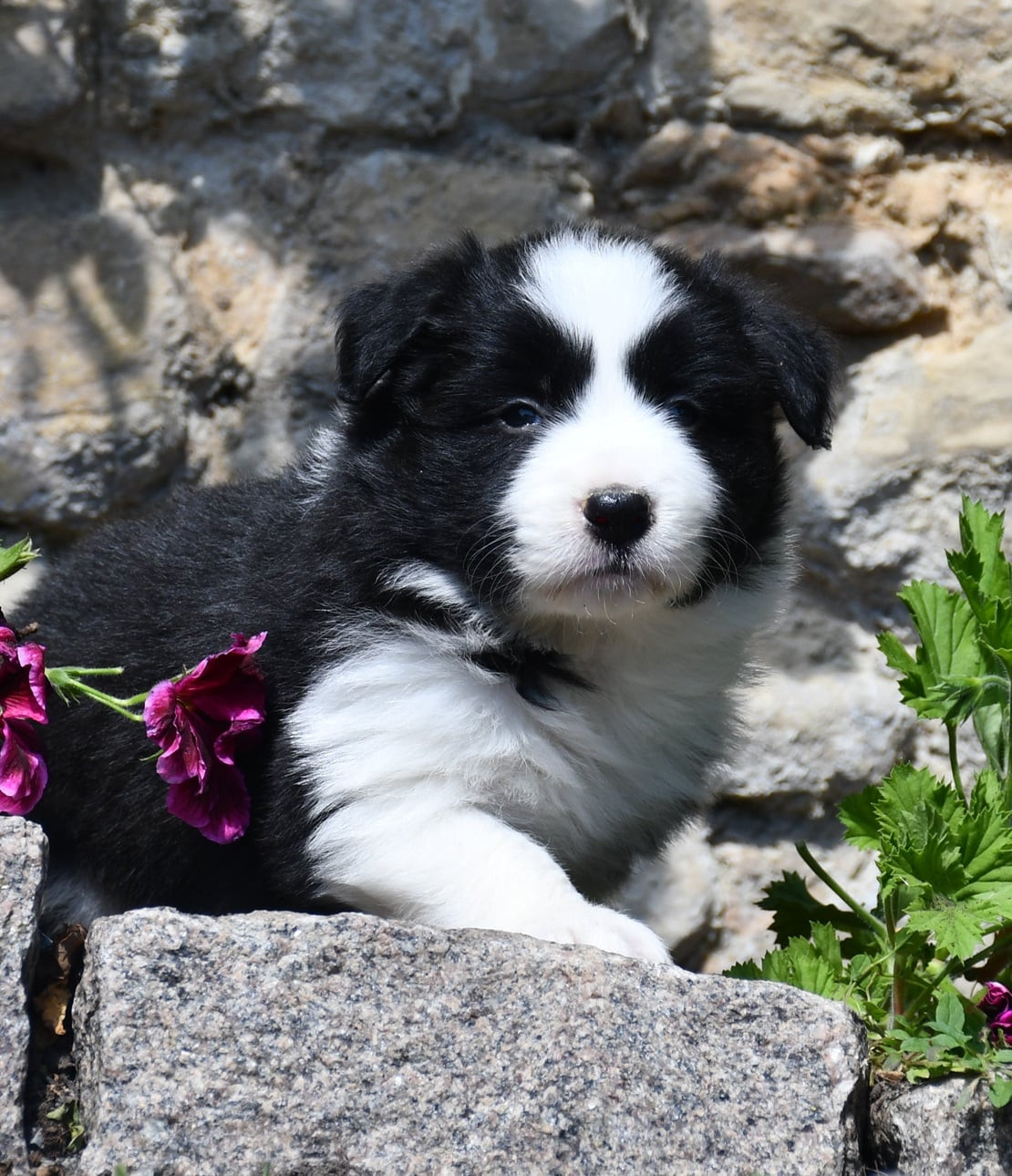 Of Pacific Spirit - Chiots disponibles - Border Collie