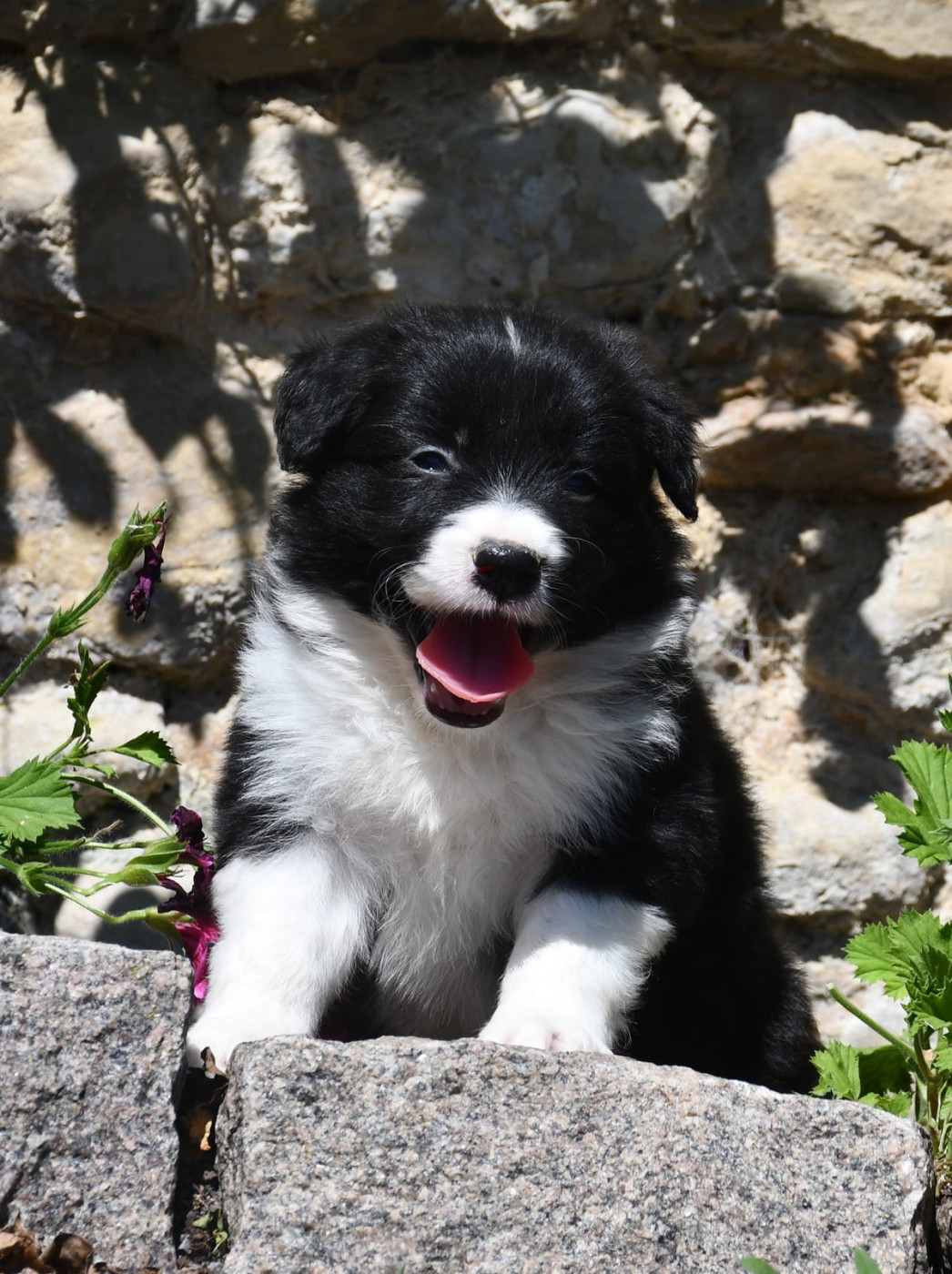 Of Pacific Spirit - Chiots disponibles - Border Collie
