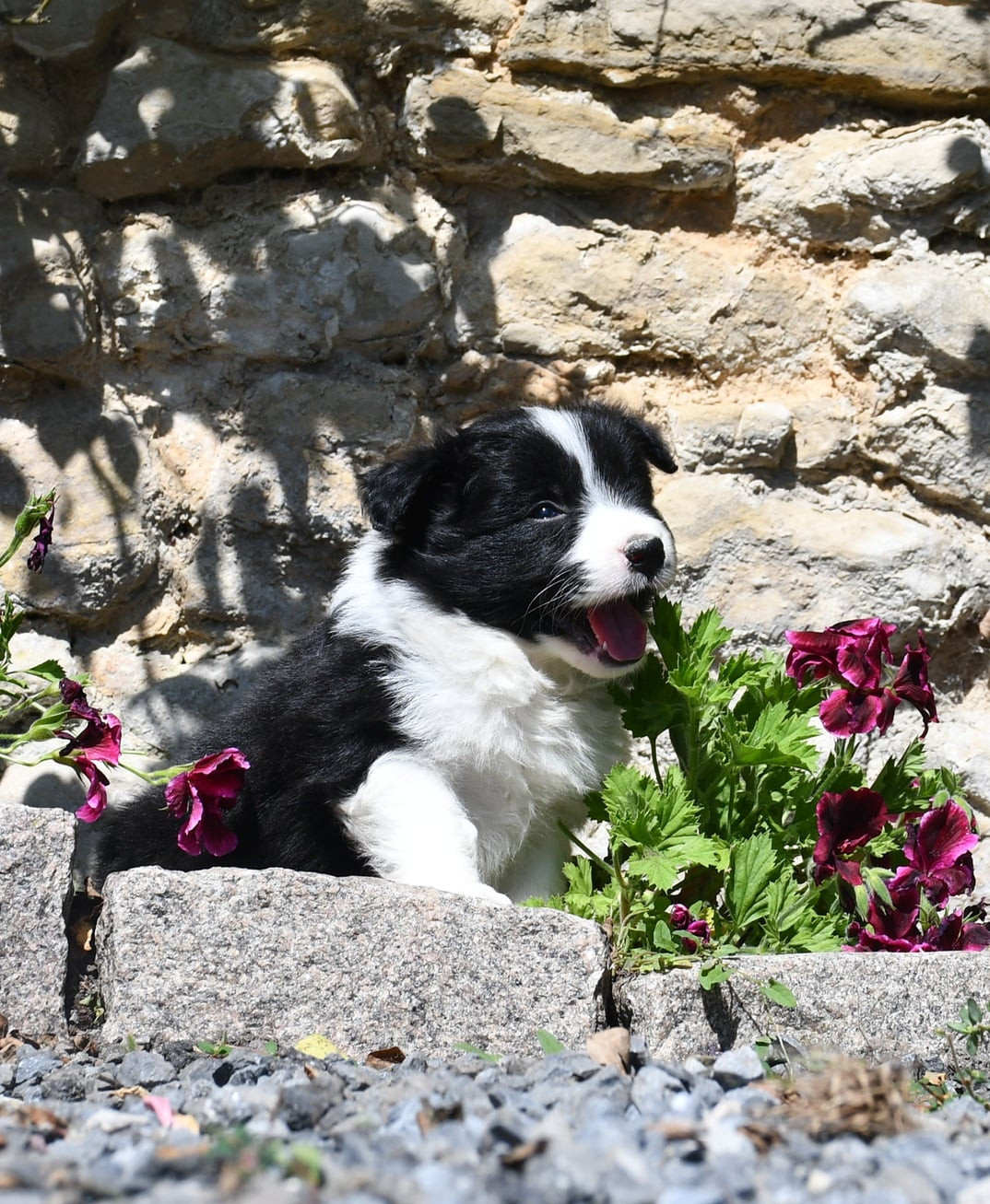 Of Pacific Spirit - Chiots disponibles - Border Collie