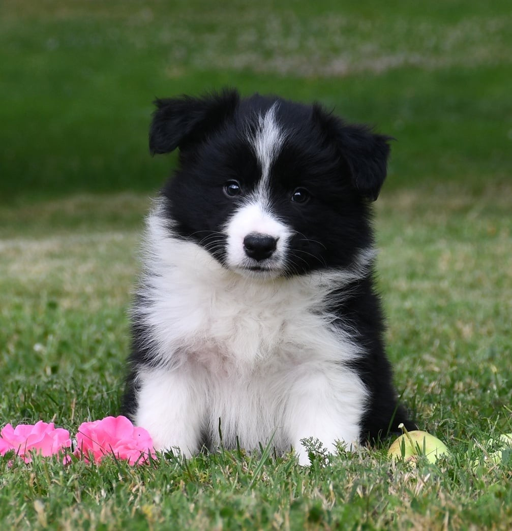Of Pacific Spirit - Chiots disponibles - Border Collie