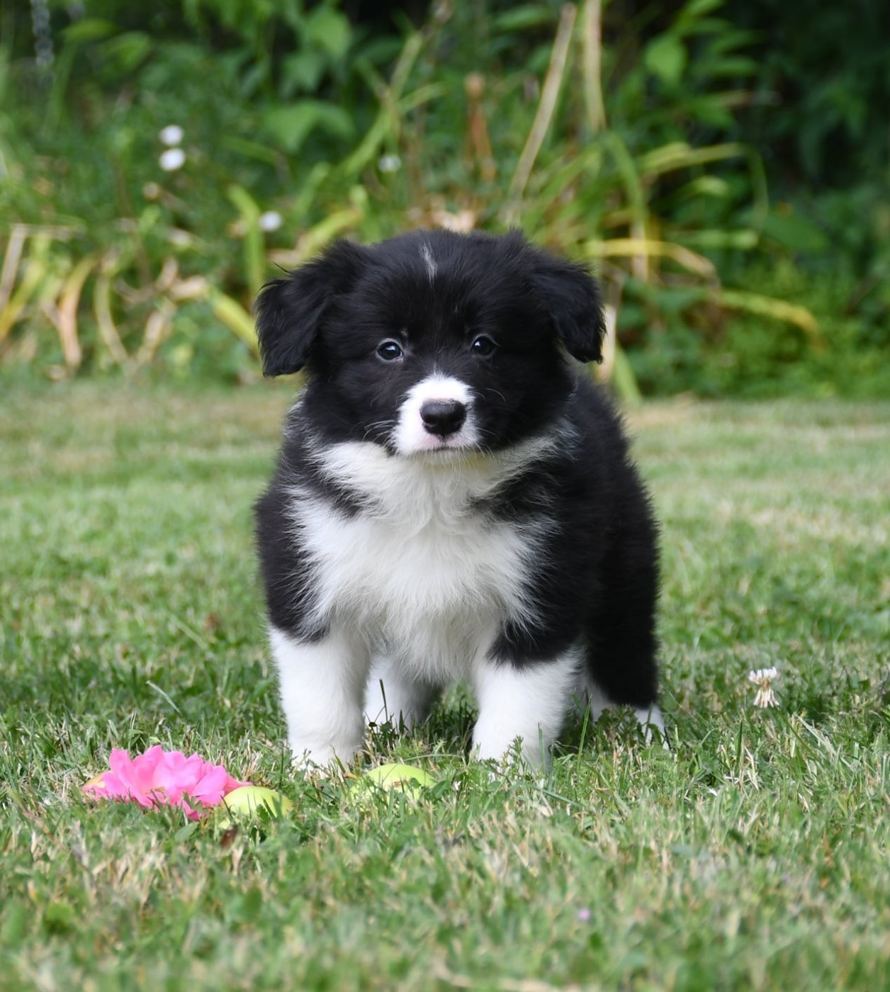 Of Pacific Spirit - Chiots disponibles - Border Collie