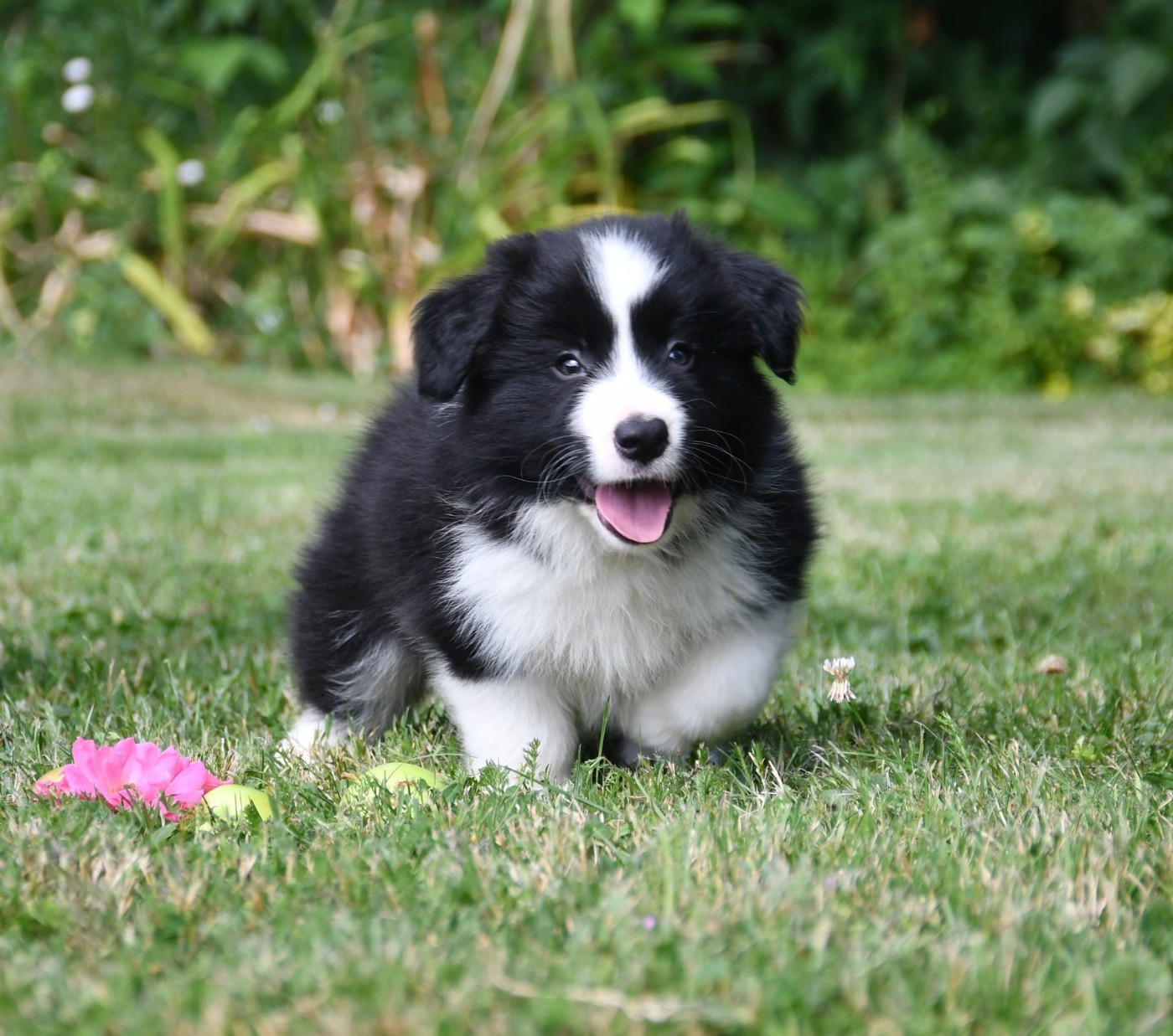 Of Pacific Spirit - Chiots disponibles - Border Collie