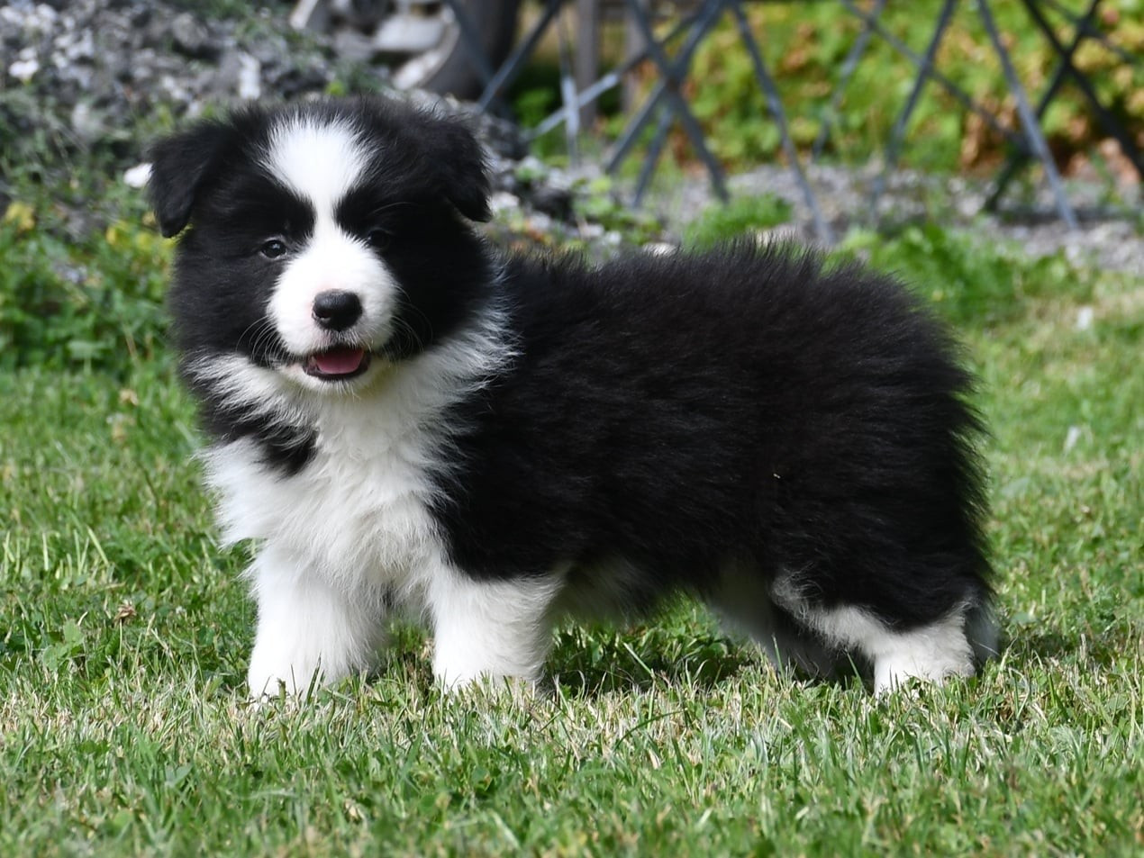 Of Pacific Spirit - Chiots disponibles - Border Collie