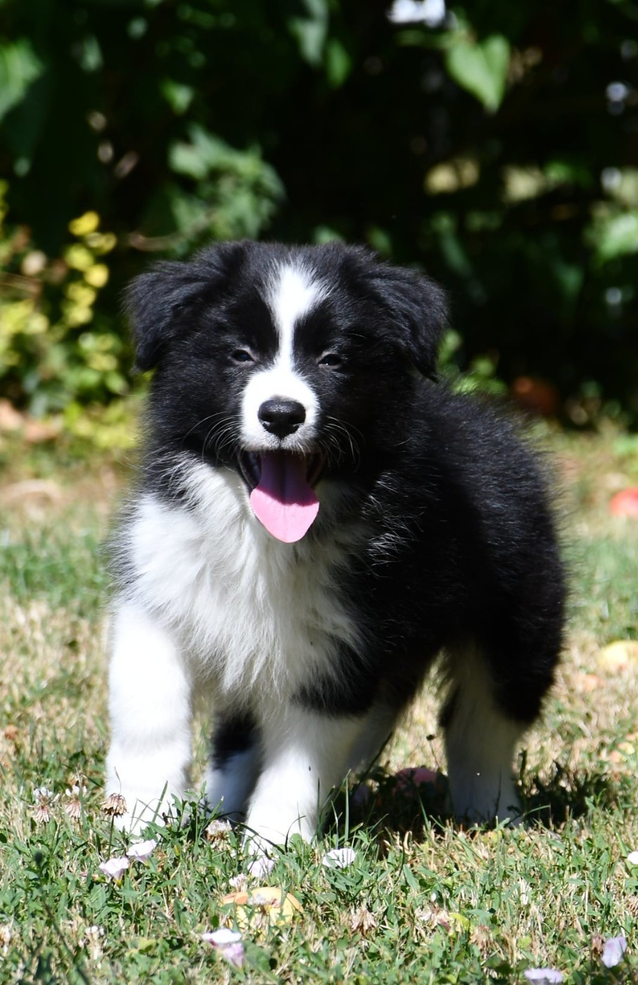 Of Pacific Spirit - Chiots disponibles - Border Collie