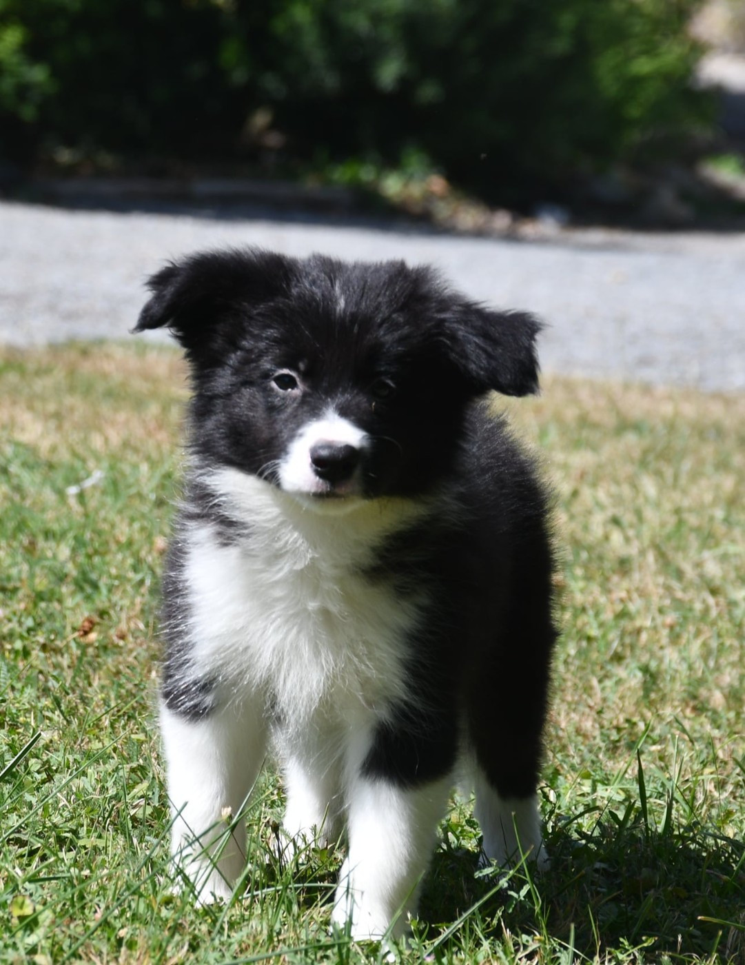 Of Pacific Spirit - Chiots disponibles - Border Collie