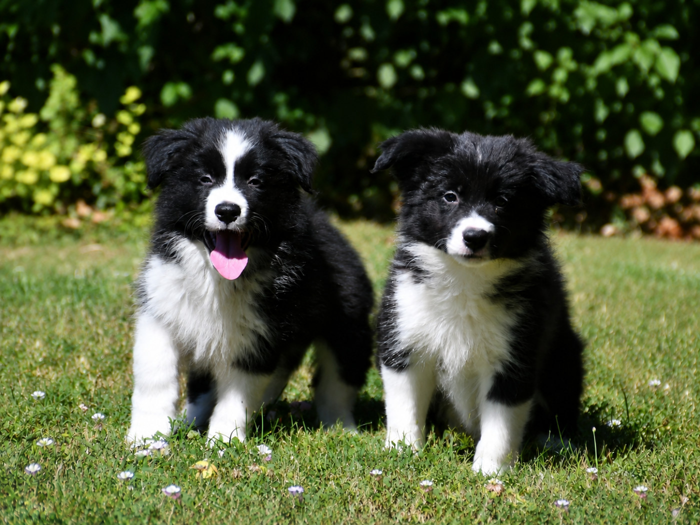 Chiot Border Collie Of Pacific Spirit