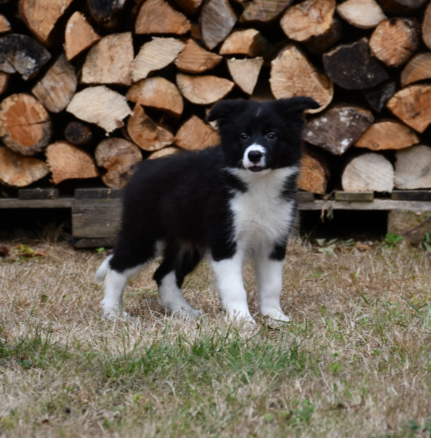 Of Pacific Spirit - Chiots disponibles - Border Collie