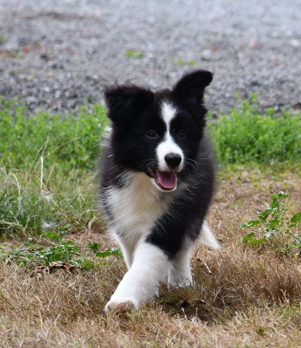 Of Pacific Spirit - Chiots disponibles - Border Collie